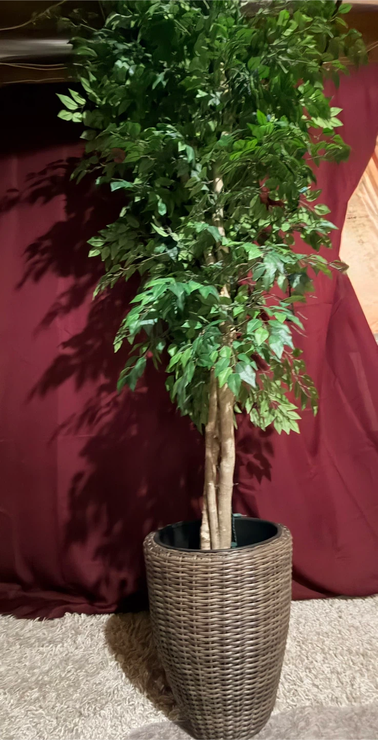 7-feet tall Artificial Ficus Tree in Woven Planter - photo 2