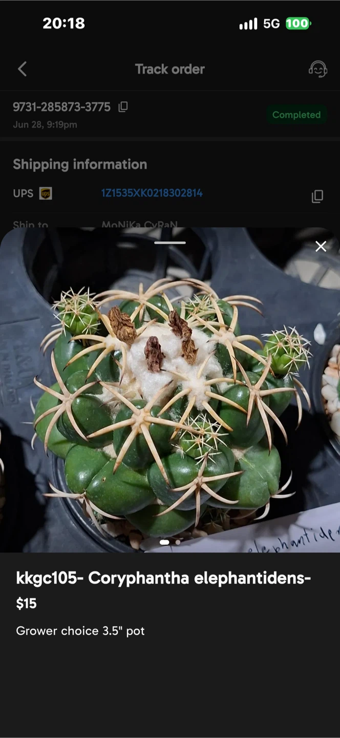 Coryphantha elephantidens Cactus