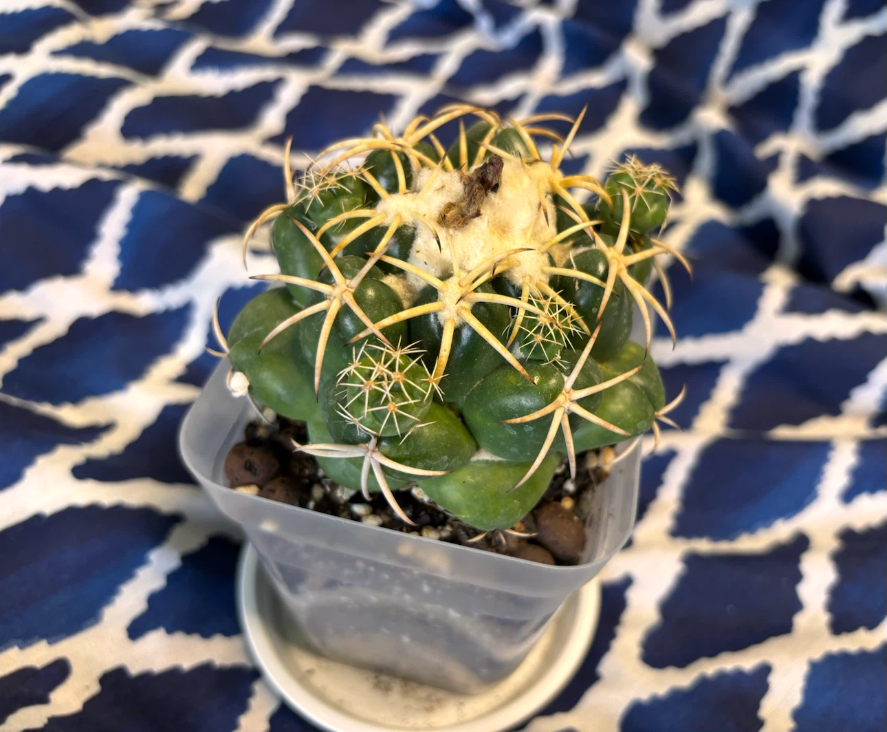 Coryphantha elephantidens Cactus - photo 2