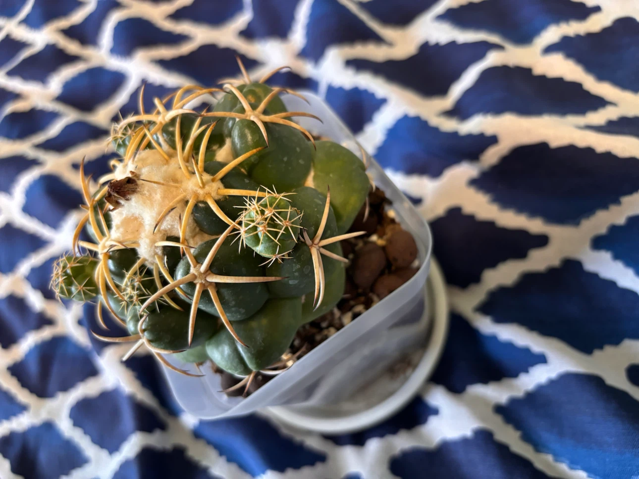Coryphantha elephantidens Cactus - photo 3
