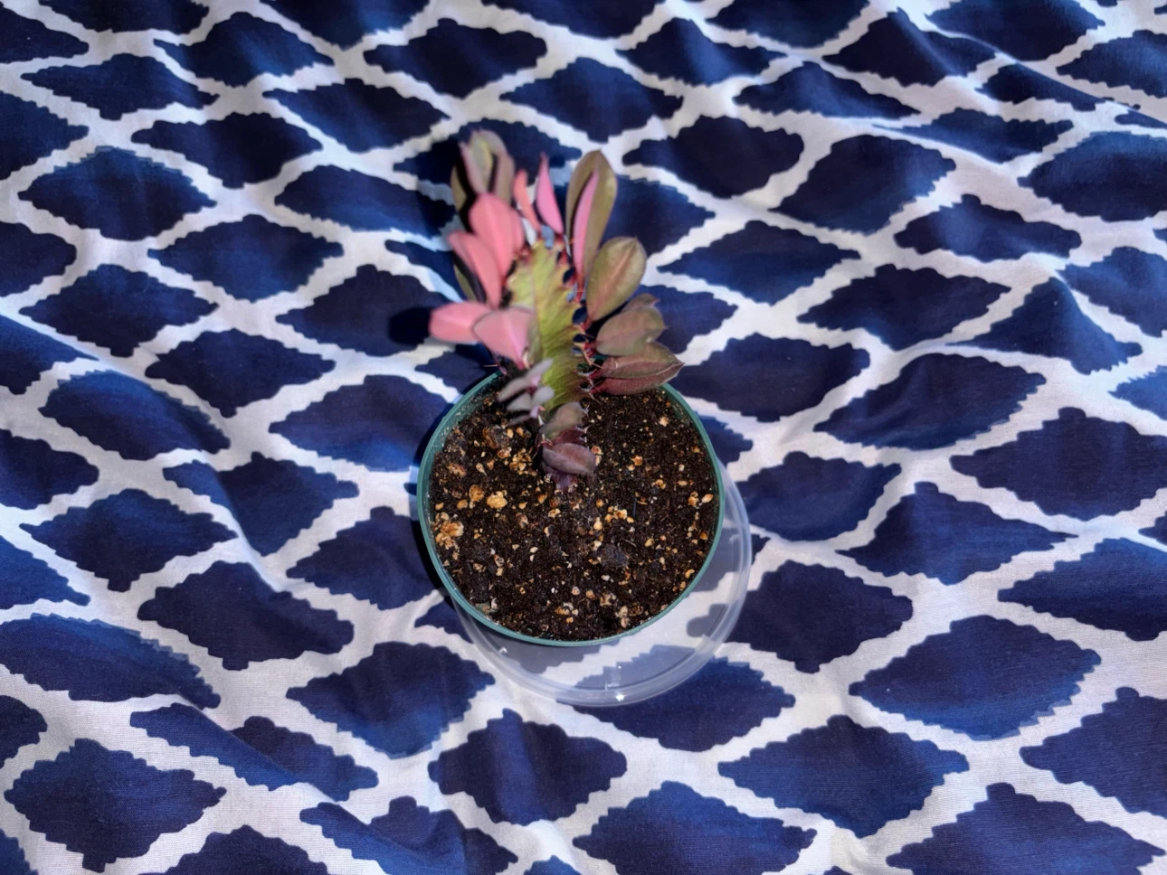 Variegated Euphorbia Trigona Rubra