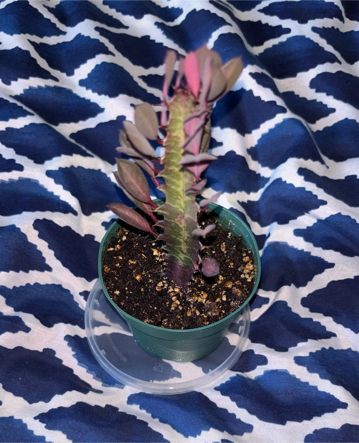 Variegated Euphorbia Trigona Rubra - photo 2