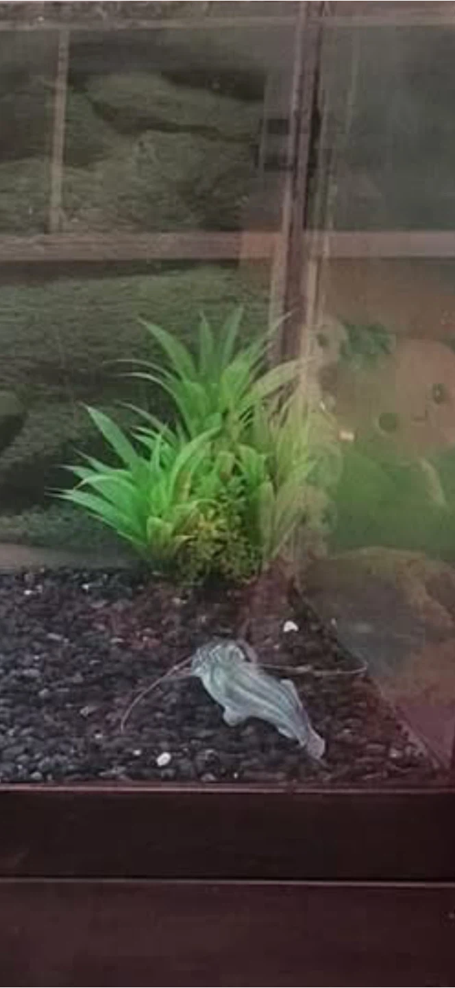 Pictus catfish for rehoming