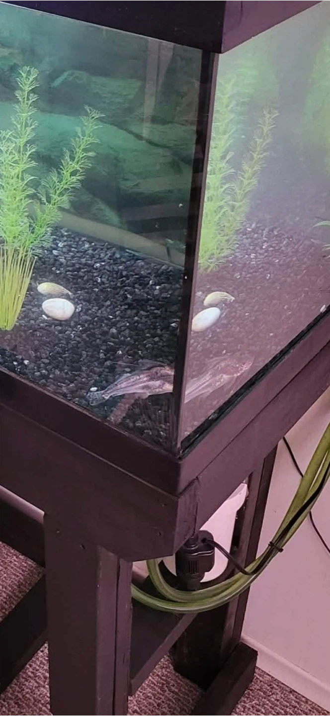 Pictus catfish for rehoming - photo 2