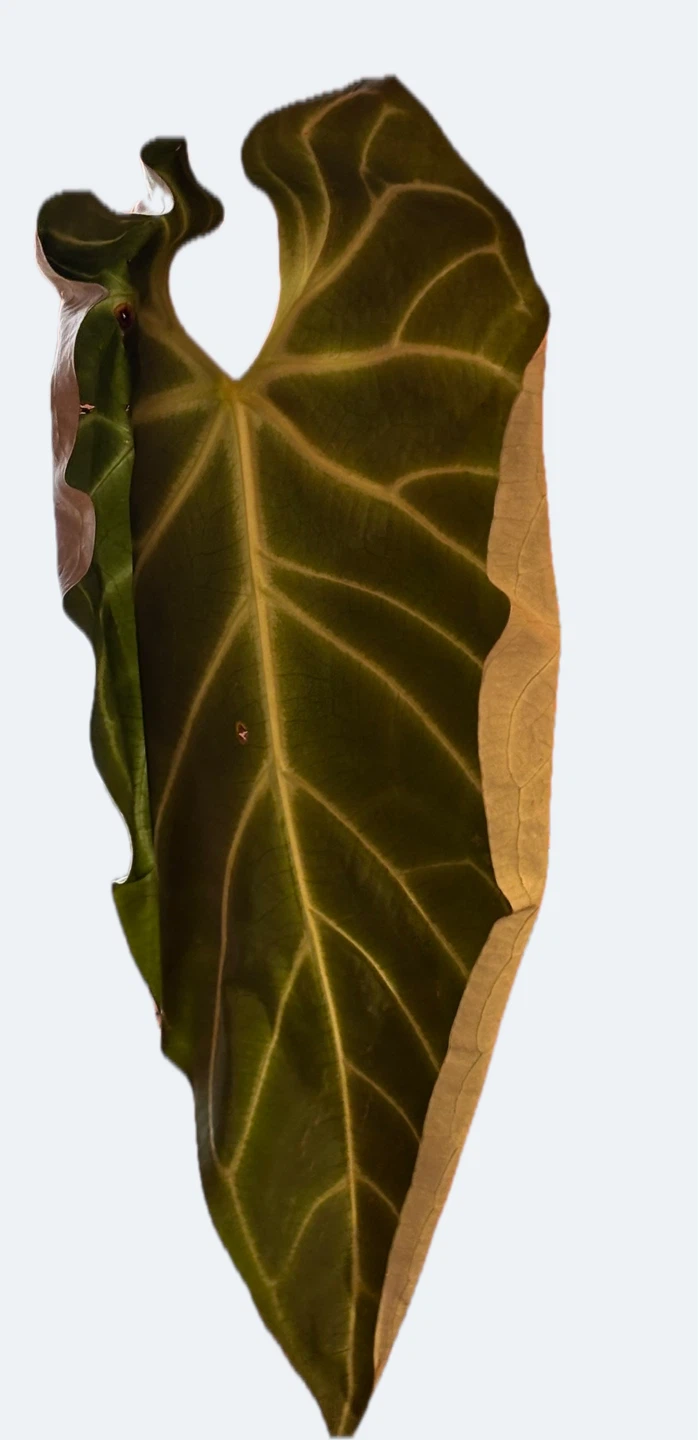 Anthurium Regale Clone