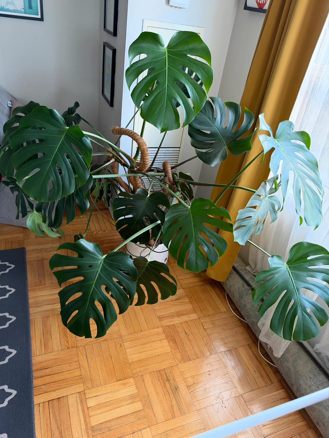 Large Monstera Deliciosa Plant