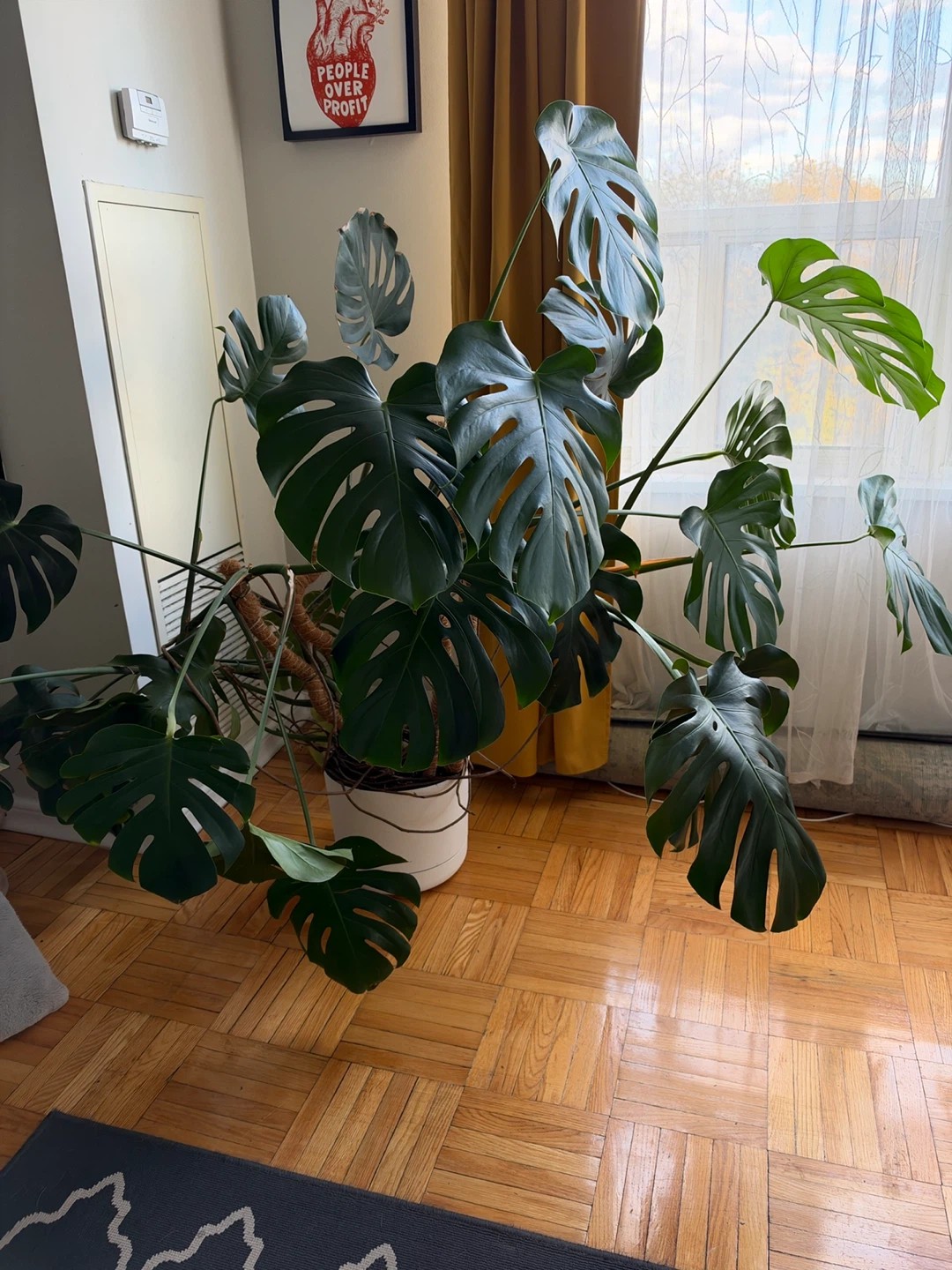Large Monstera Deliciosa Plant - photo 2