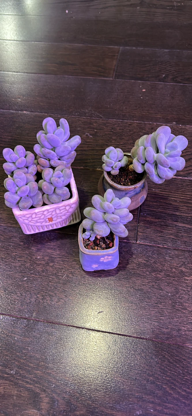 Lavender Pebble Succulents