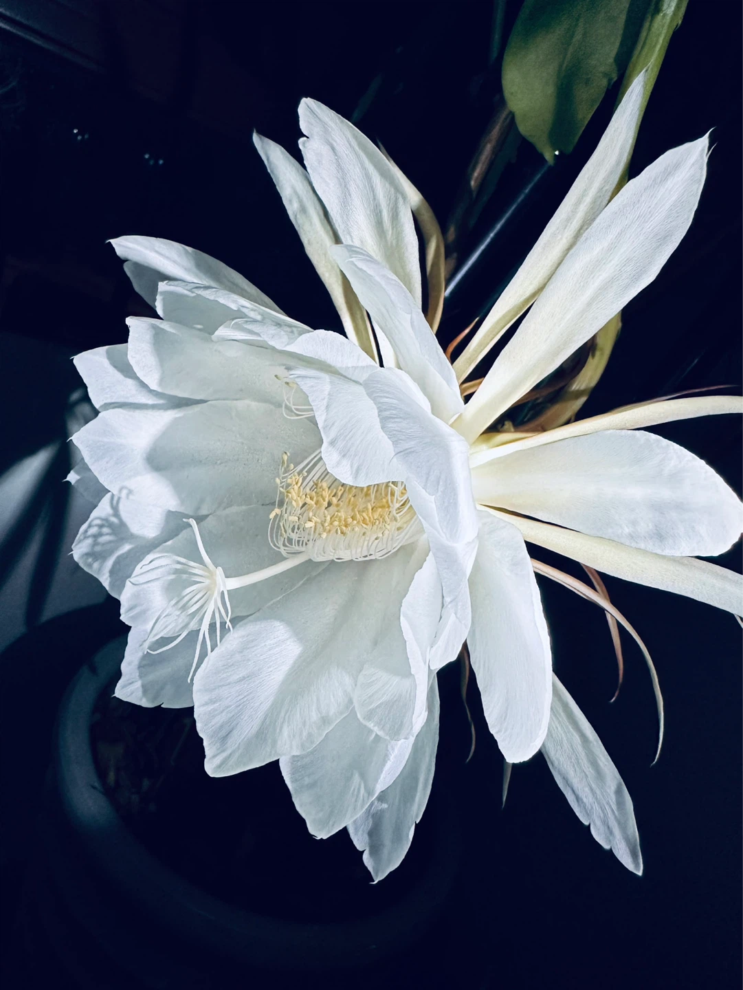 Queen of the Night Cactus