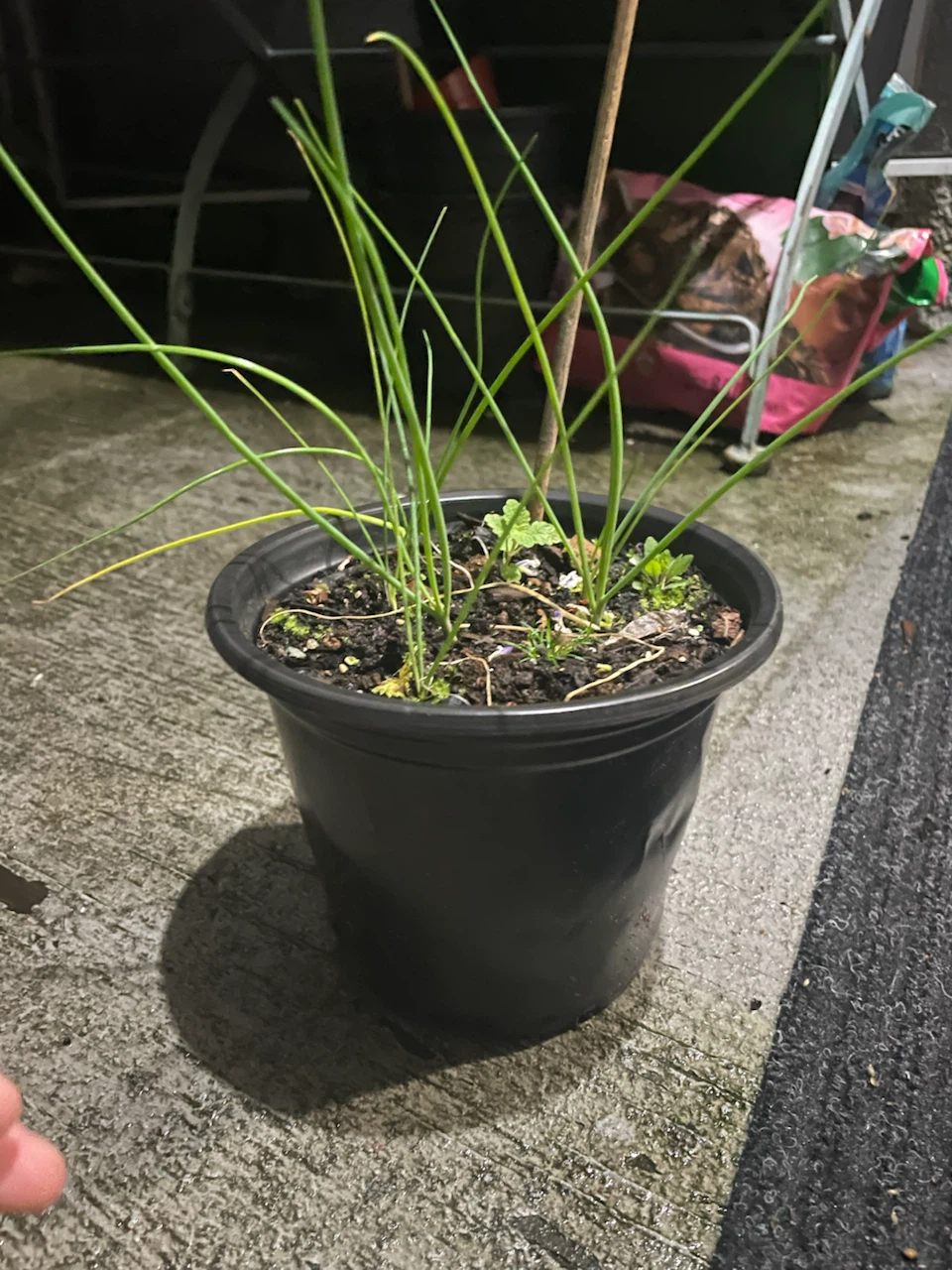 Chives in plastic pot