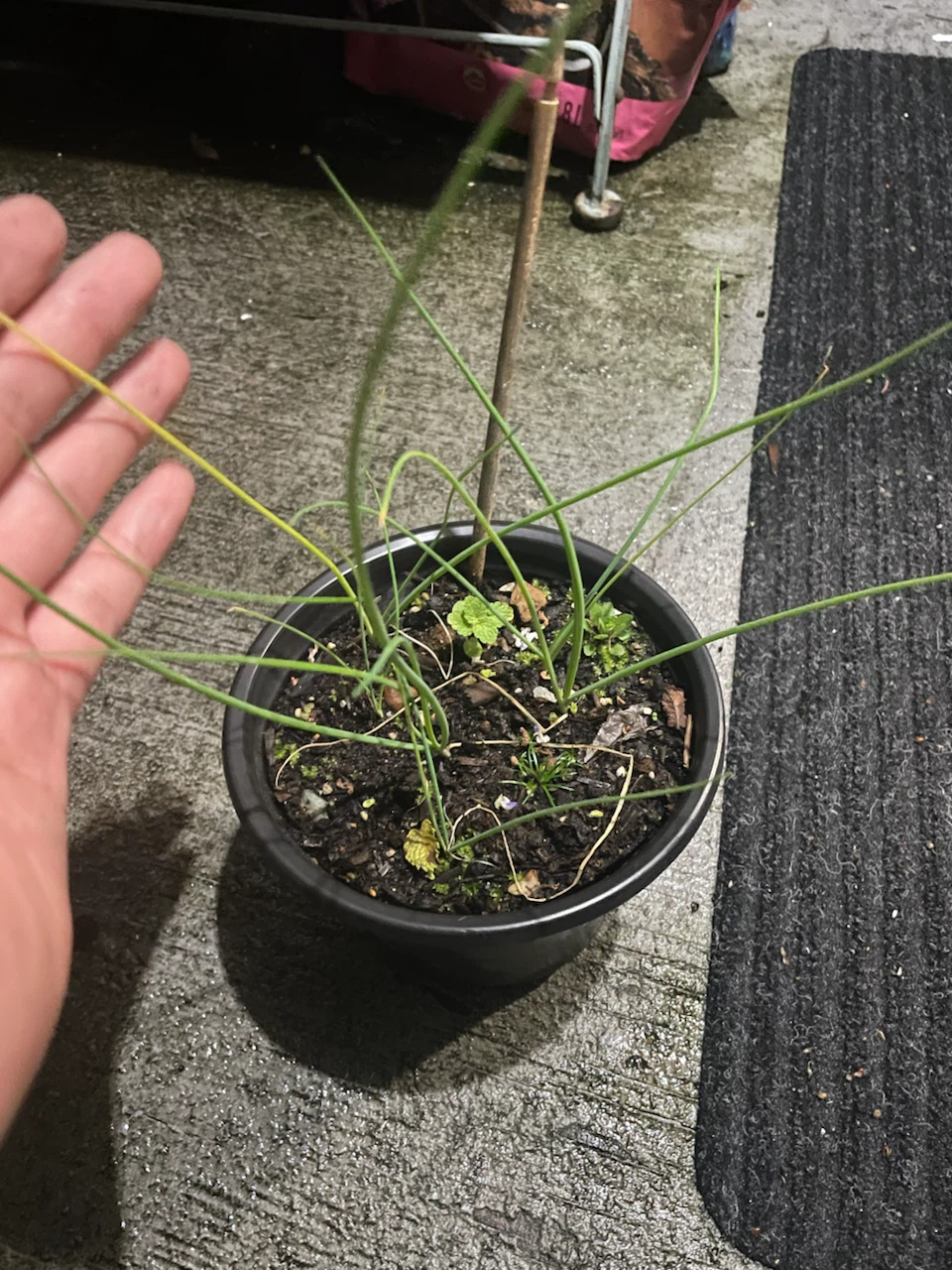 Chives in plastic pot - photo 2