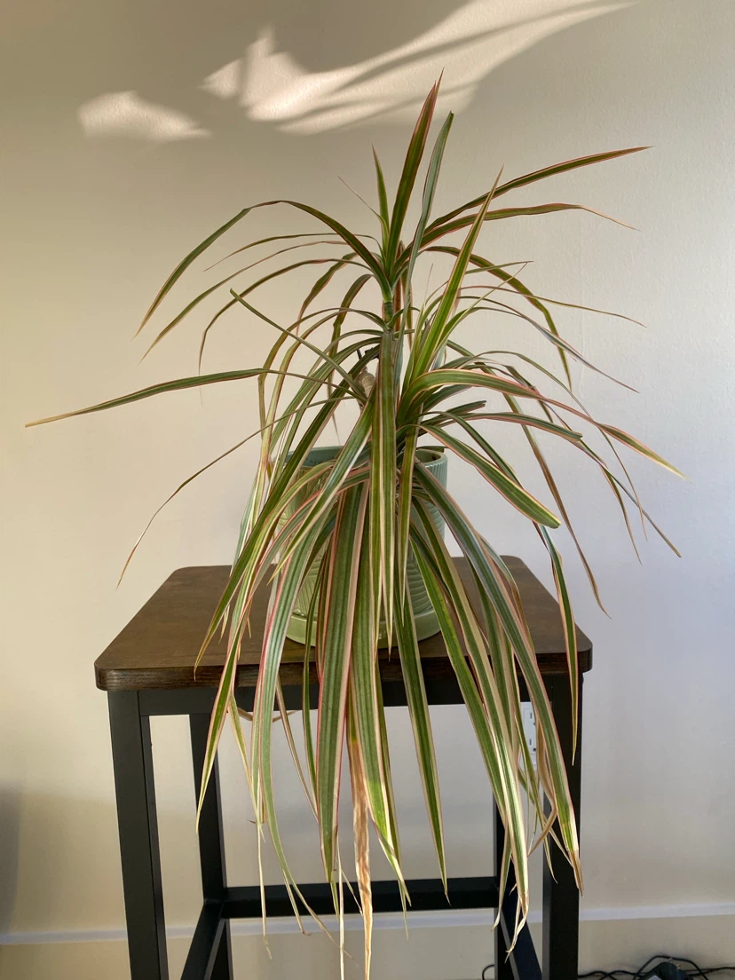 Dracaena Marginata plant in green ceramic pot