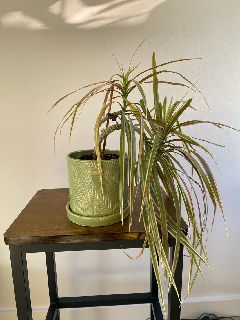 Dracaena Marginata plant in green ceramic pot - photo 2