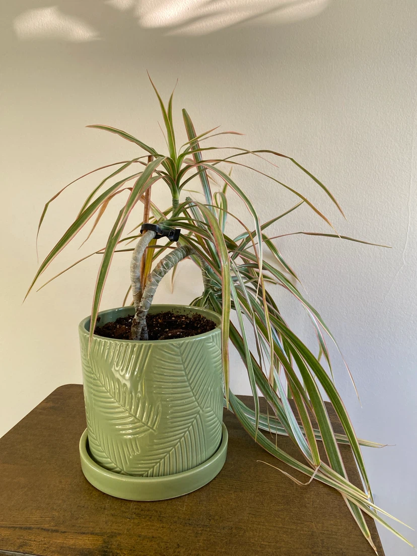 Dracaena Marginata plant in green ceramic pot - photo 3