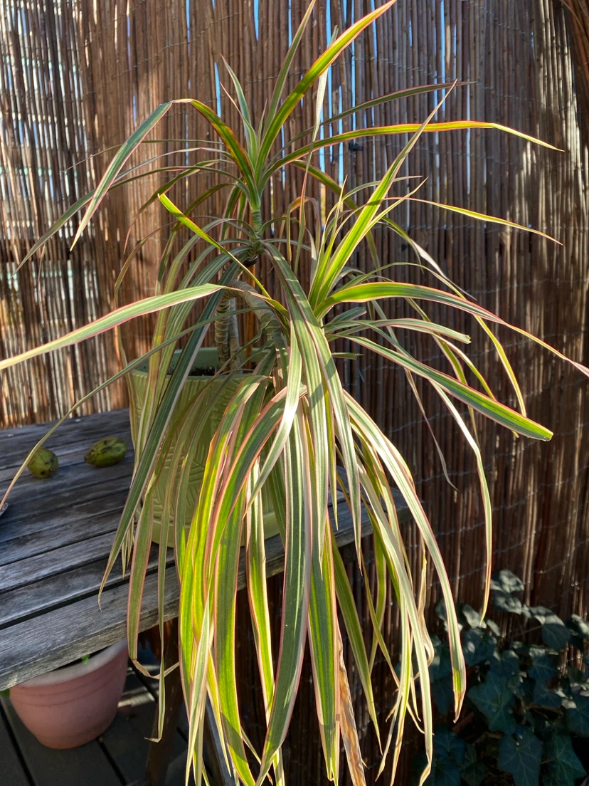 Dracaena Marginata plant in green ceramic pot - photo 4