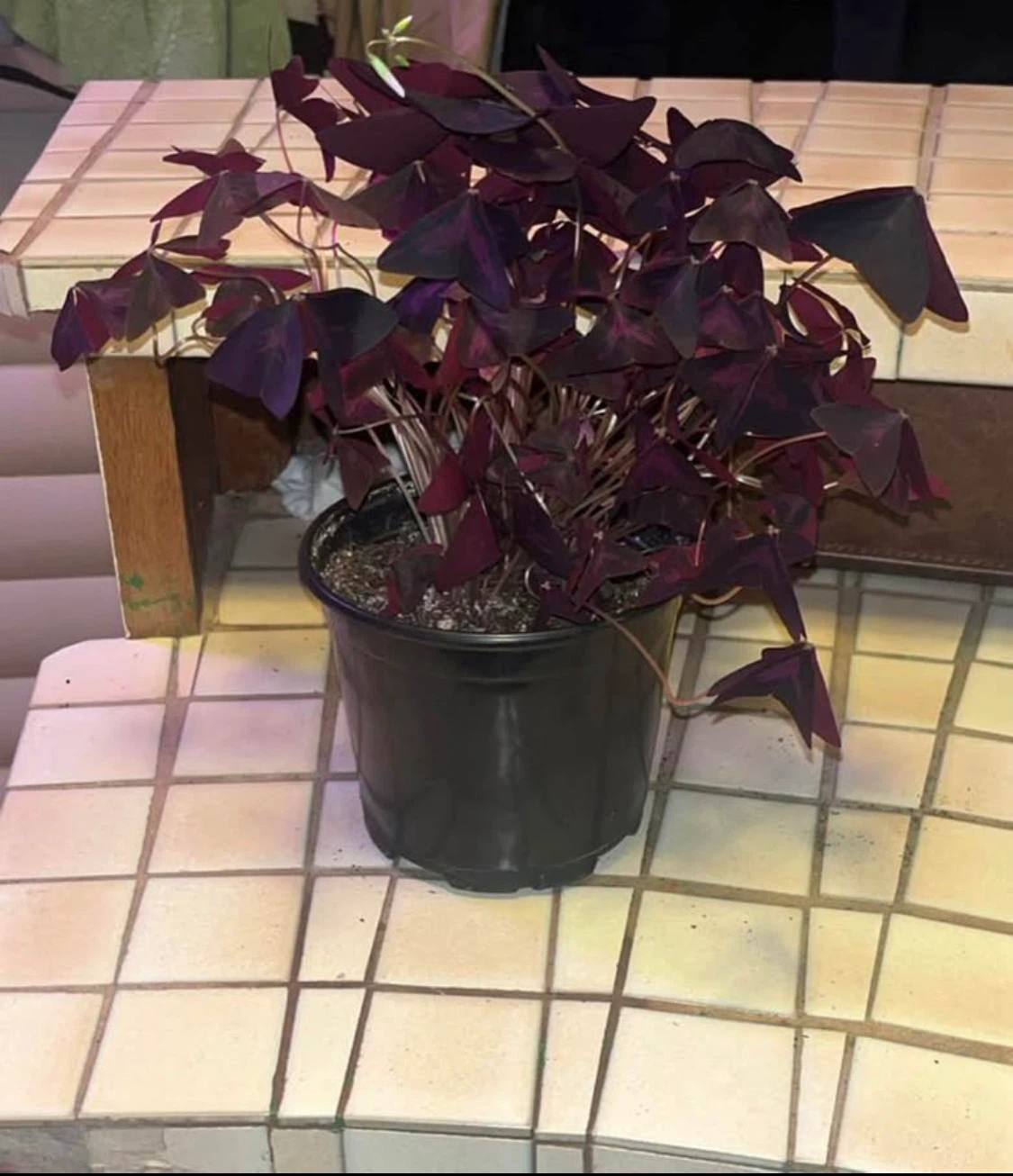 Oxalis Triangularis Purple Shamrock Plant - photo 2