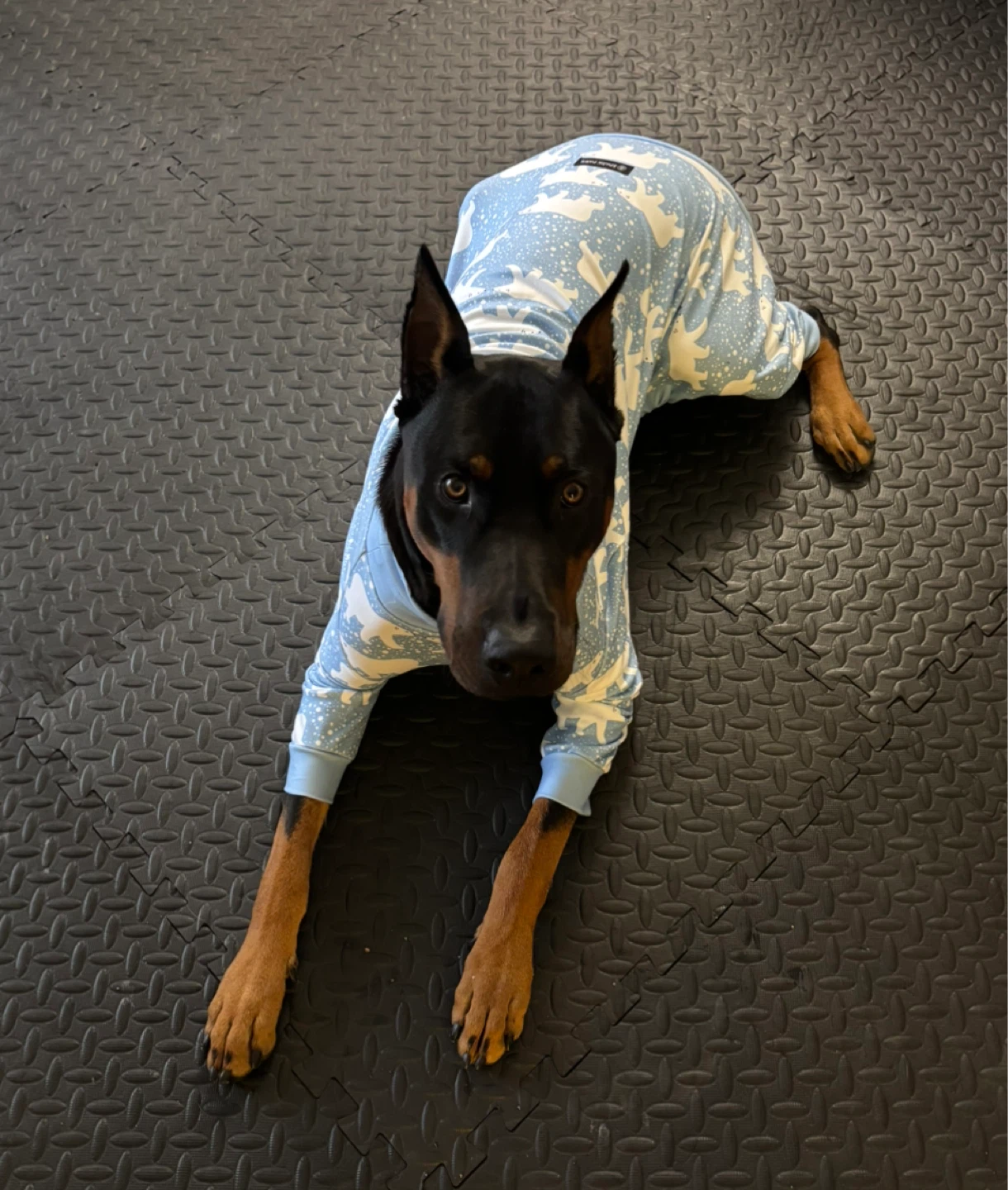 Spark Paws Dog Pajamas 4XL (two available) - photo 3