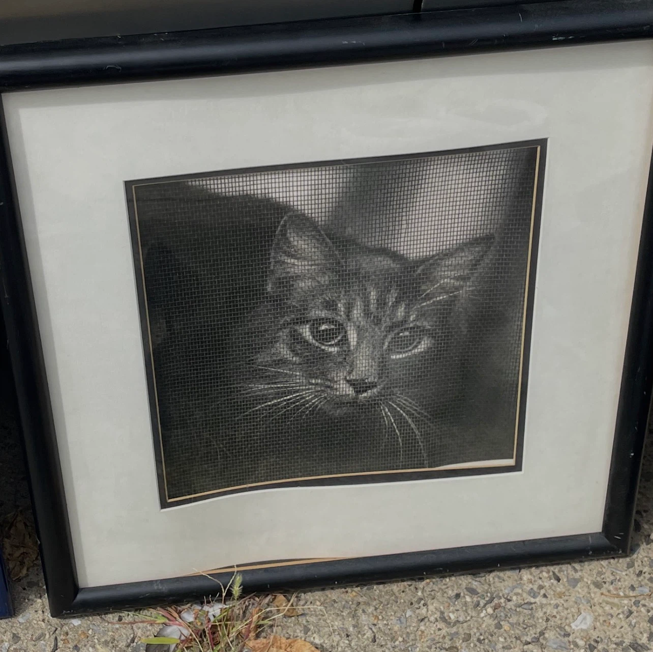Framed Cat Art Print