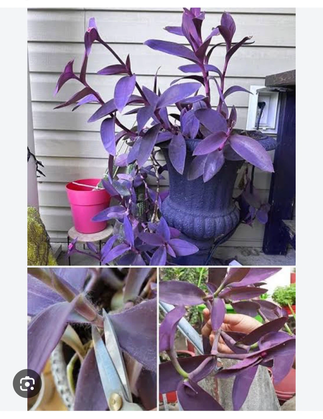 Tradescantia Pallida Purple Heart Plant