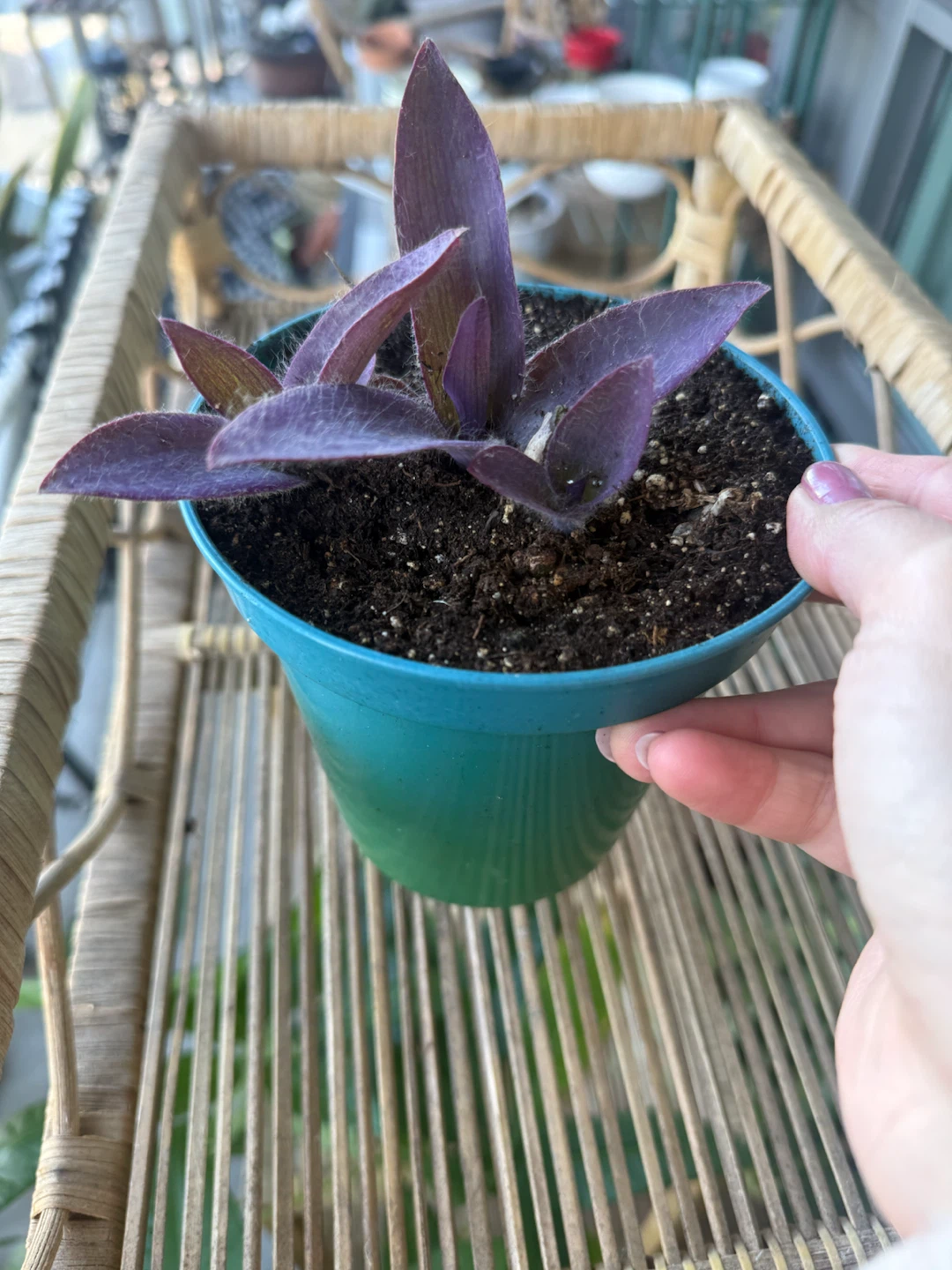 Tradescantia Pallida Purple Heart Plant - photo 2