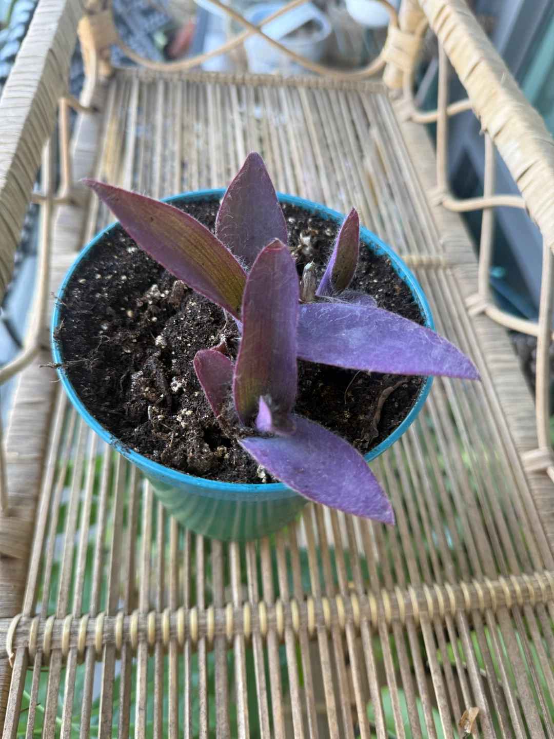 Tradescantia Pallida Purple Heart Plant - photo 3
