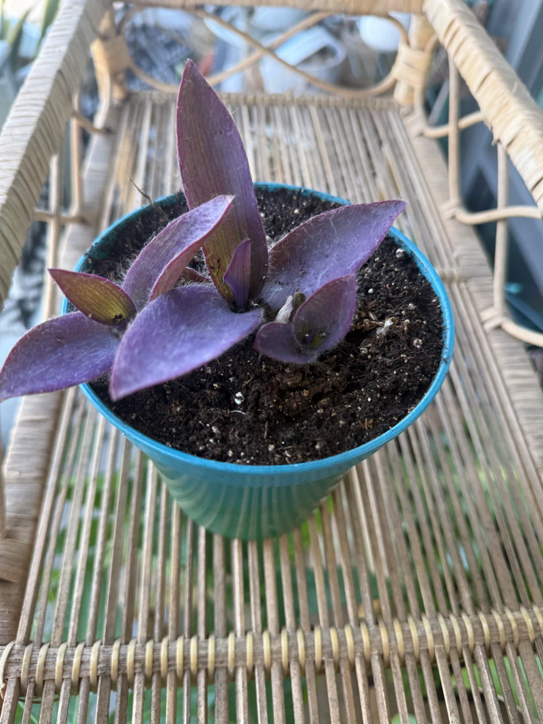 Tradescantia Pallida Purple Heart Plant - photo 4