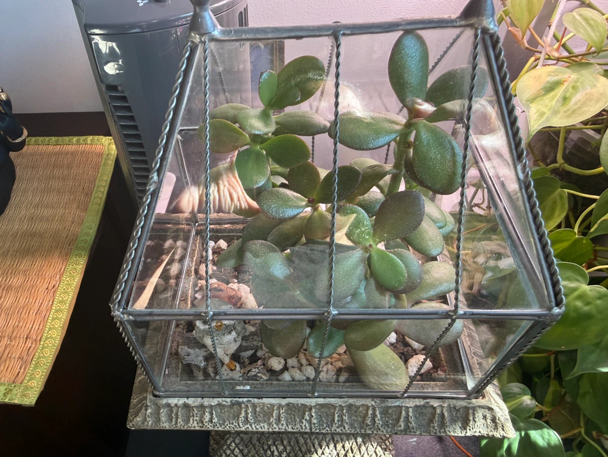 Glass Terrarium with Jade Plant and Owl Figurine - photo 2