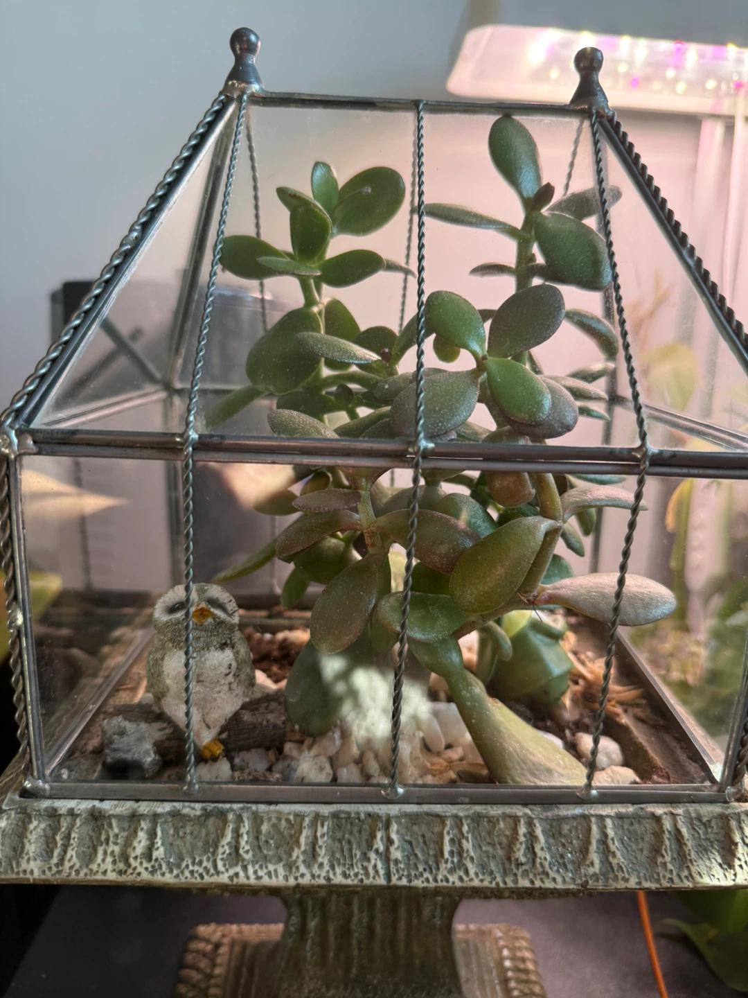 Glass Terrarium with Jade Plant and Owl Figurine - photo 3