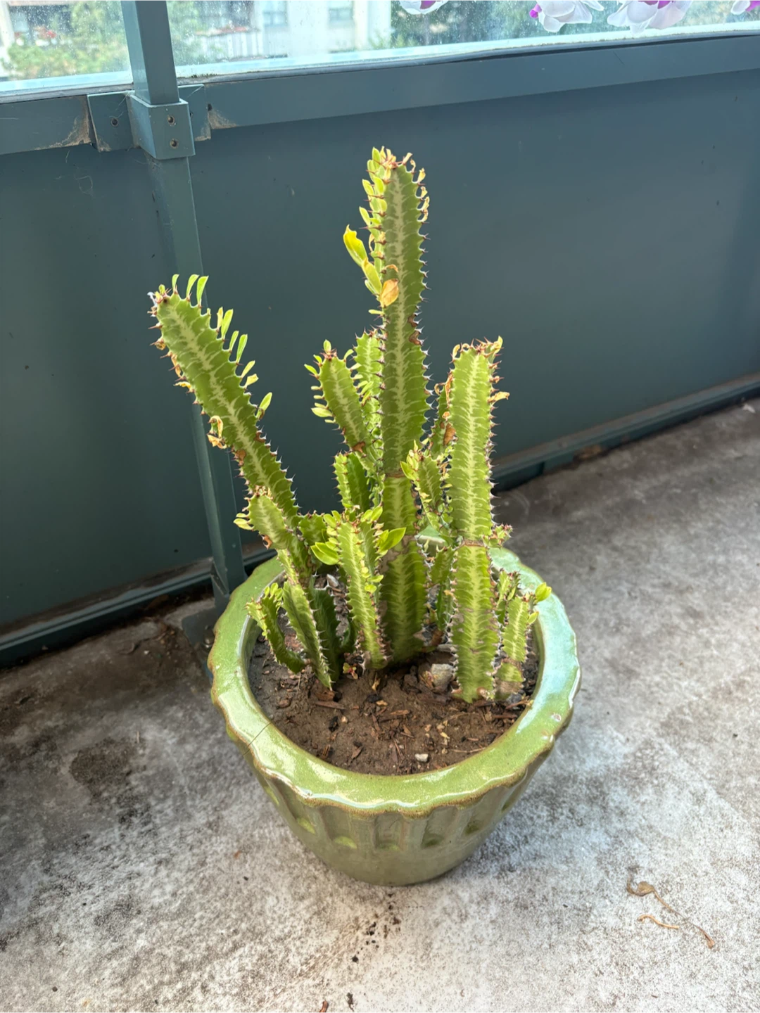 Euphorbia Trigona Cactus in Green Ceramic Pot - photo 2
