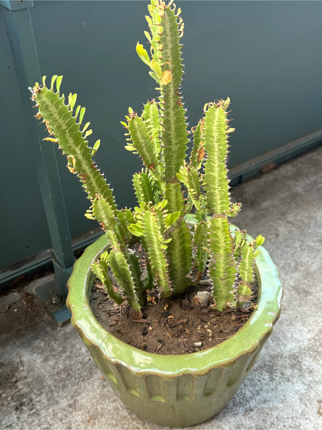 Euphorbia Trigona Cactus in Green Ceramic Pot - photo 3