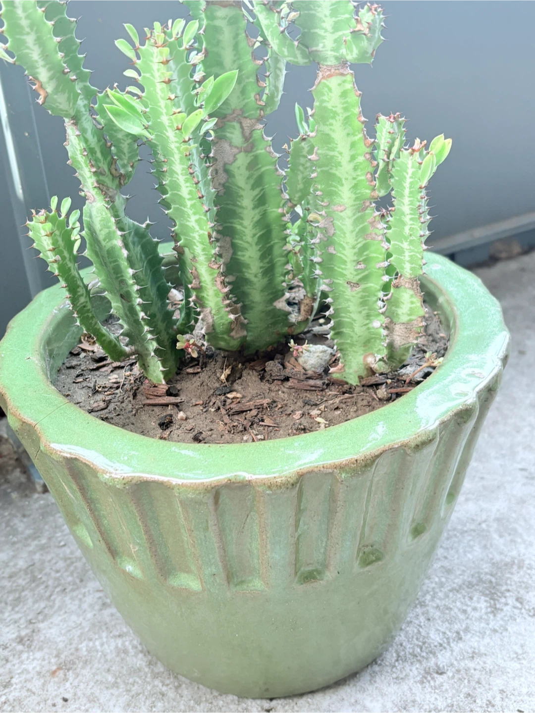 Euphorbia Trigona Cactus in Green Ceramic Pot - photo 4