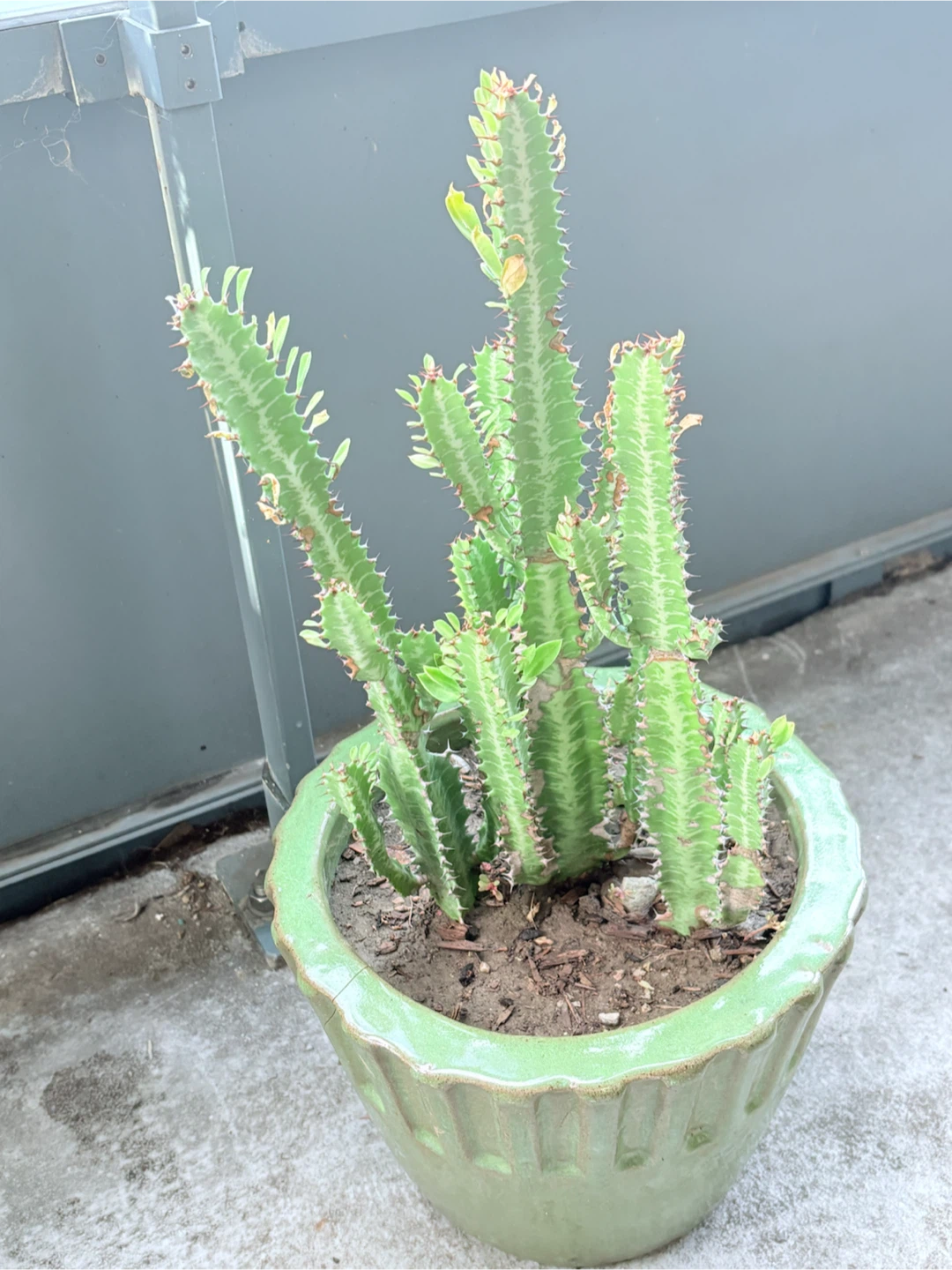 Euphorbia Trigona Cactus in Green Ceramic Pot - photo 5