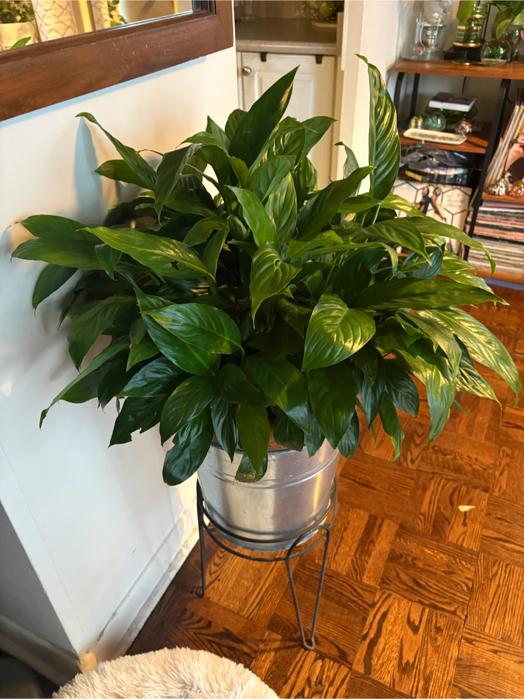 Large Peace Lily in Metal Pot and Stand - photo 2