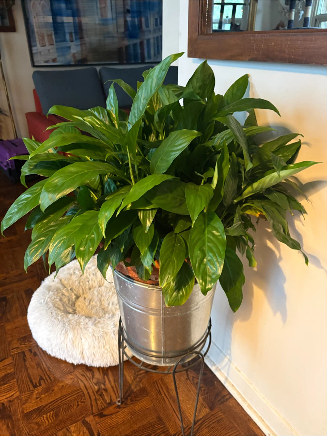 Large Peace Lily in Metal Pot and Stand - photo 3