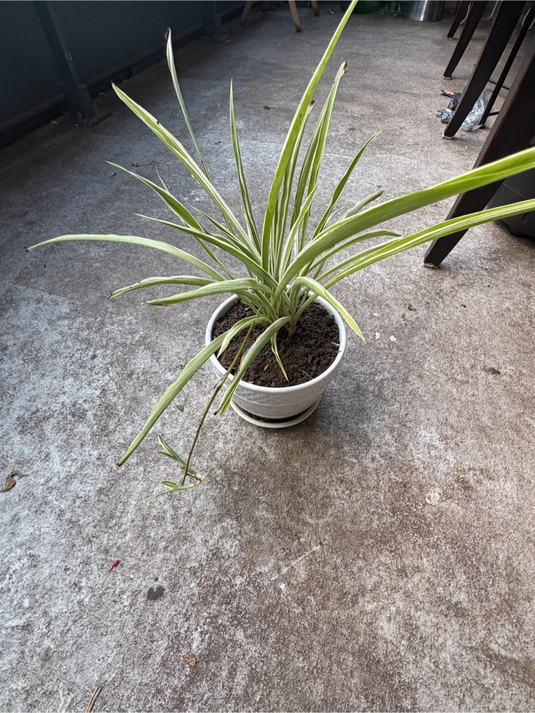Variegated Spider Plant in Ceramic Pot - photo 2