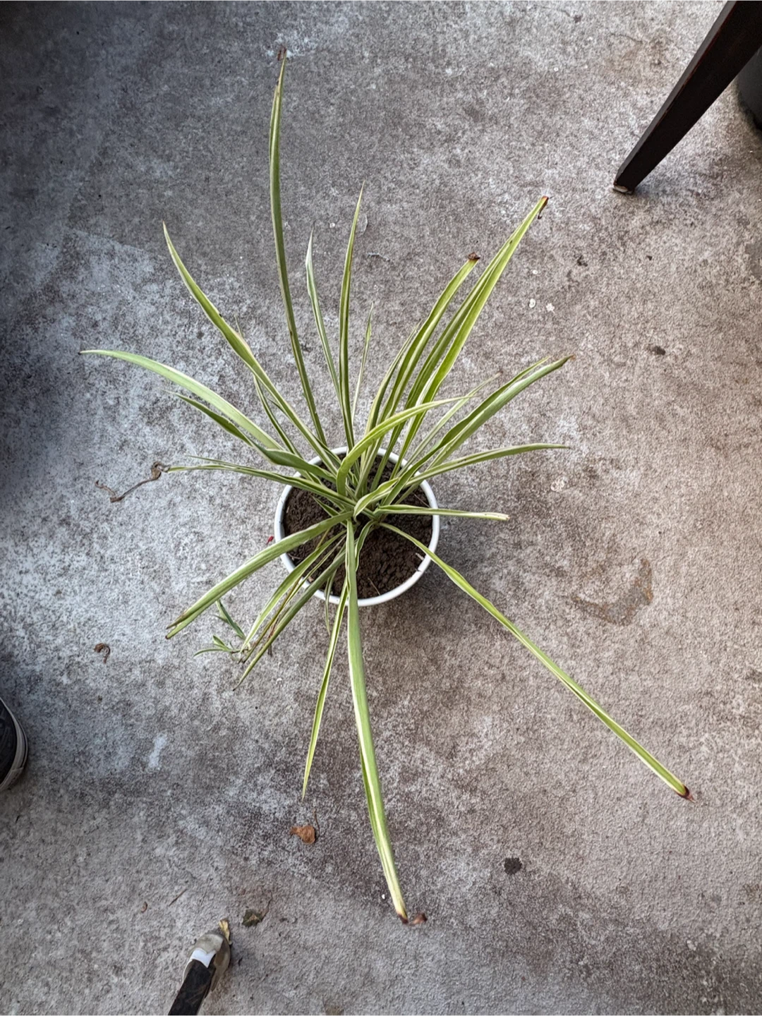 Variegated Spider Plant in Ceramic Pot - photo 3
