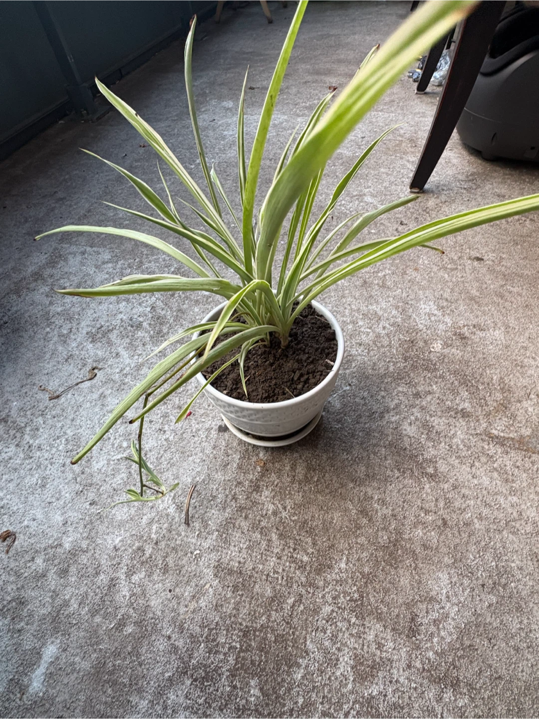 Variegated Spider Plant in Ceramic Pot - photo 4