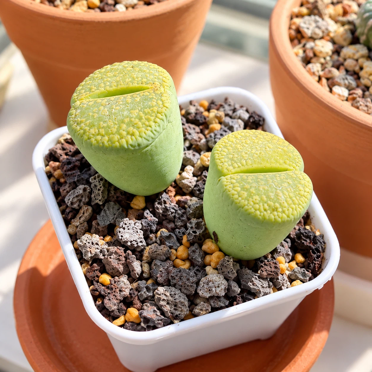 Lithops Living Stone Succulent Pair