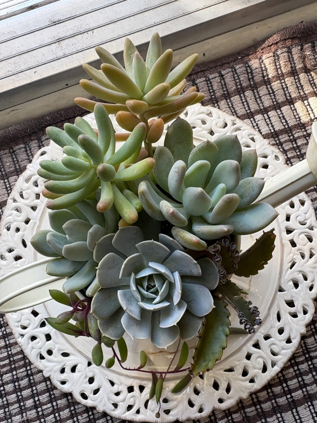 Assorted Succulent Garden in Watering Can