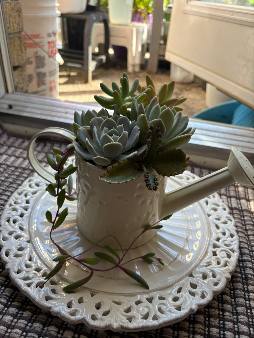 Assorted Succulent Garden in Watering Can - photo 2