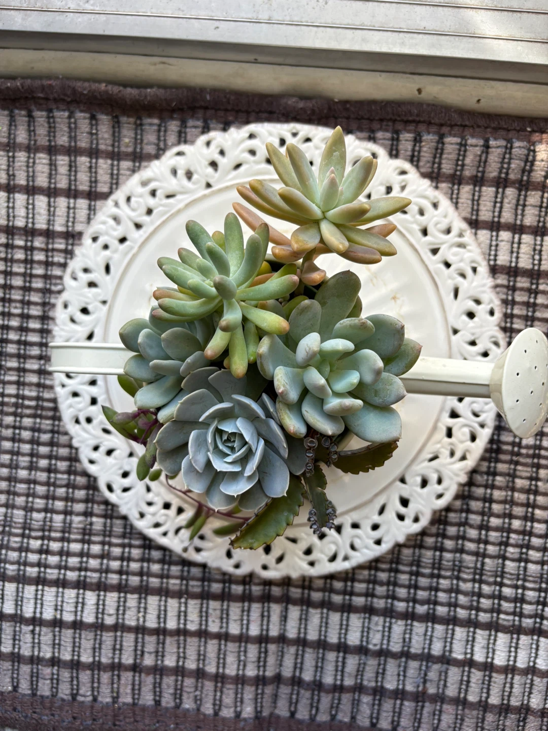 Assorted Succulent Garden in Watering Can - photo 3