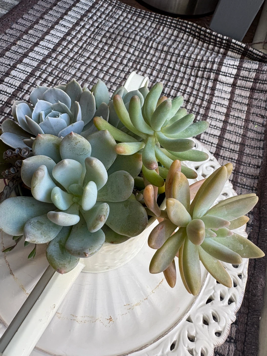 Assorted Succulent Garden in Watering Can - photo 4