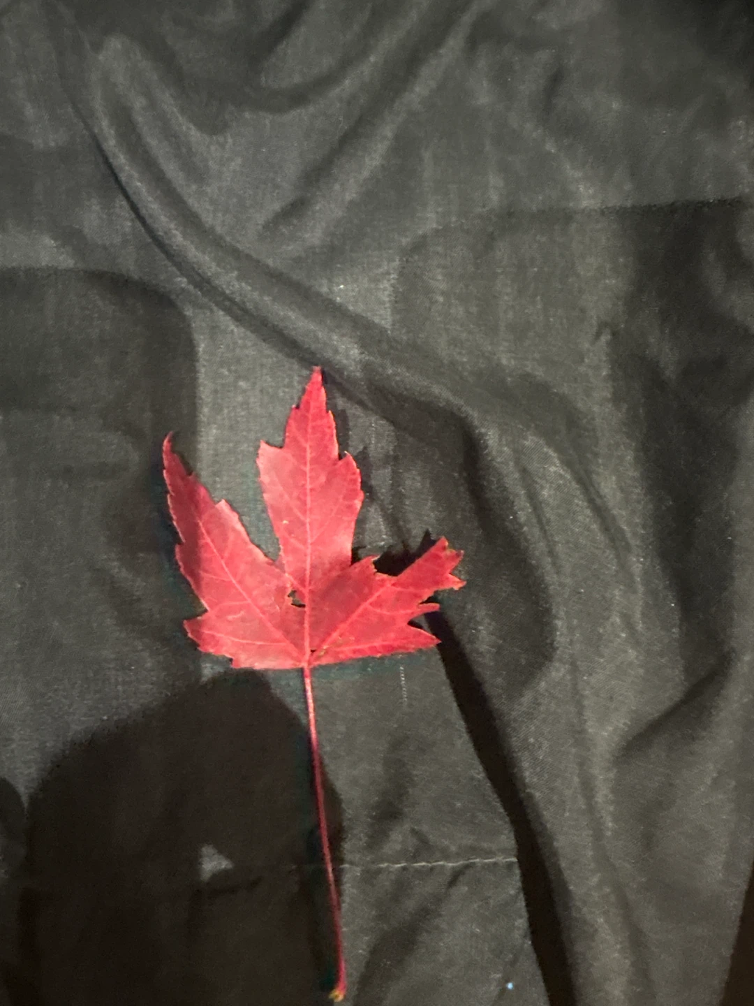 Perfect Canadian leaf