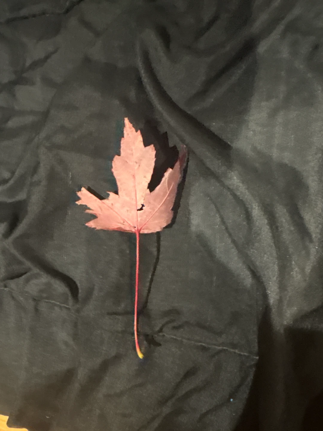 Perfect Canadian leaf - photo 2