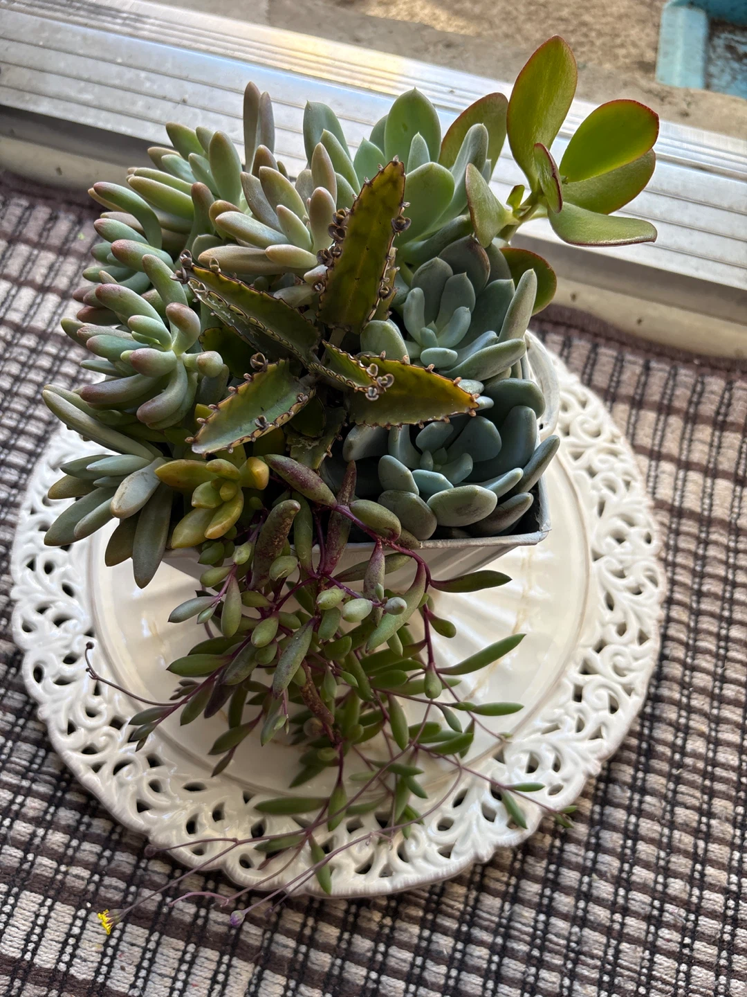Assorted Succulent Arrangement in White Metal Pot