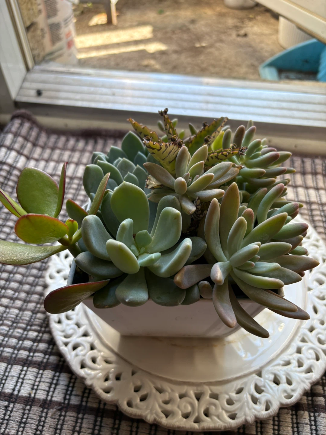 Assorted Succulent Arrangement in White Metal Pot - photo 2