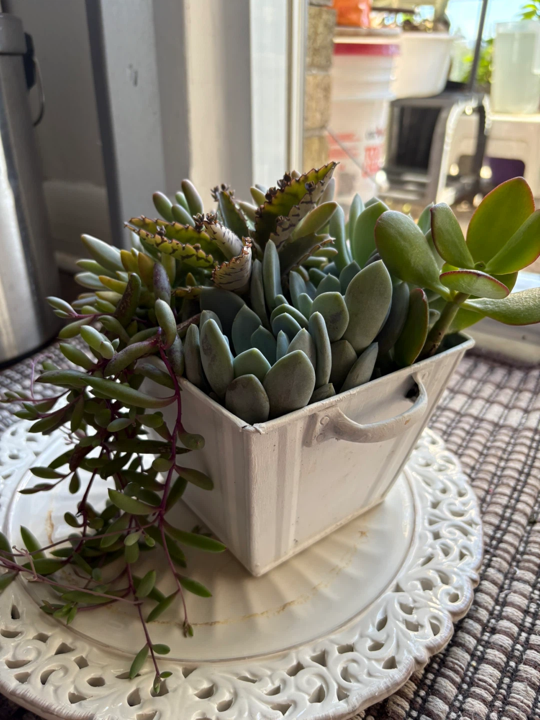 Assorted Succulent Arrangement in White Metal Pot - photo 3
