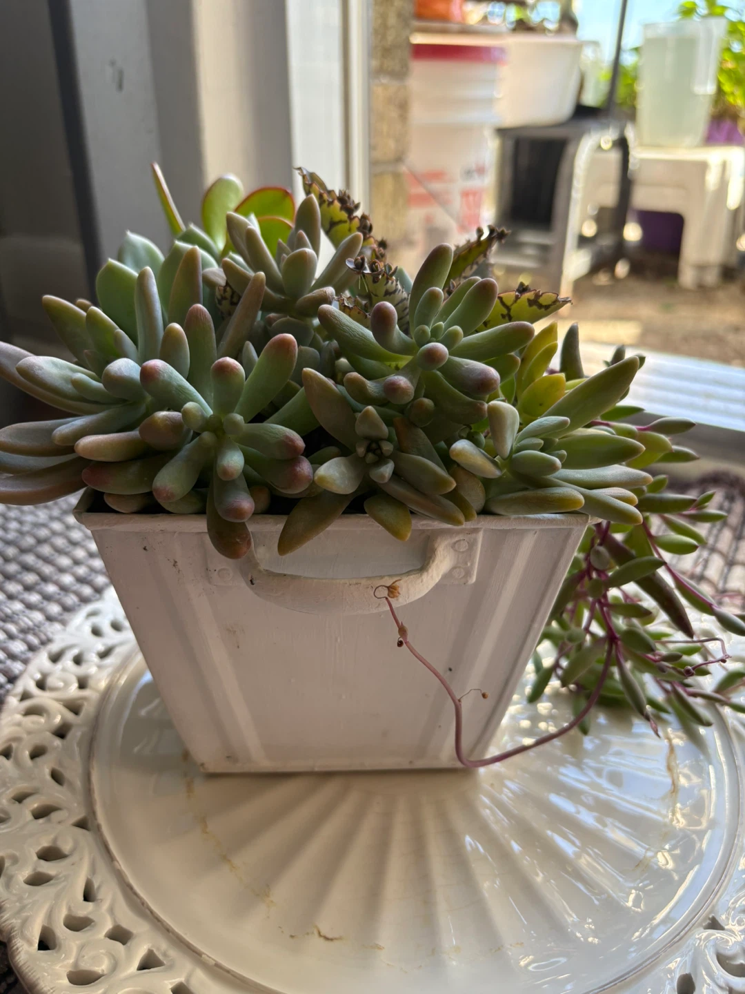 Assorted Succulent Arrangement in White Metal Pot - photo 4