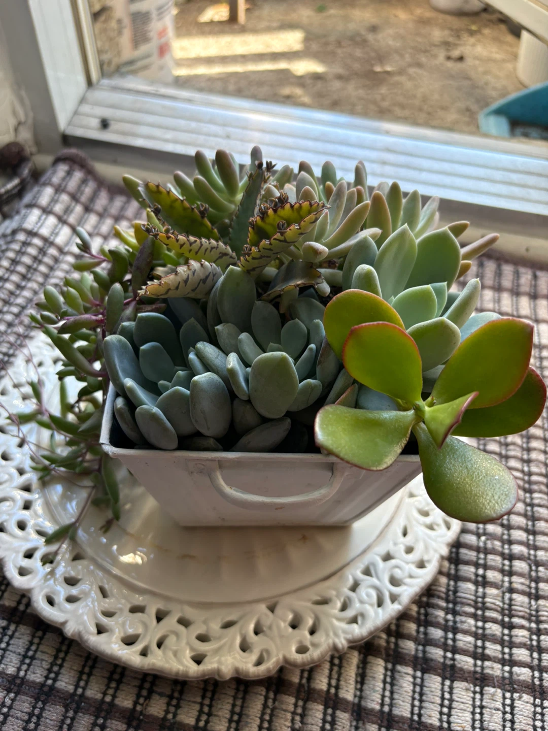 Assorted Succulent Arrangement in White Metal Pot - photo 5