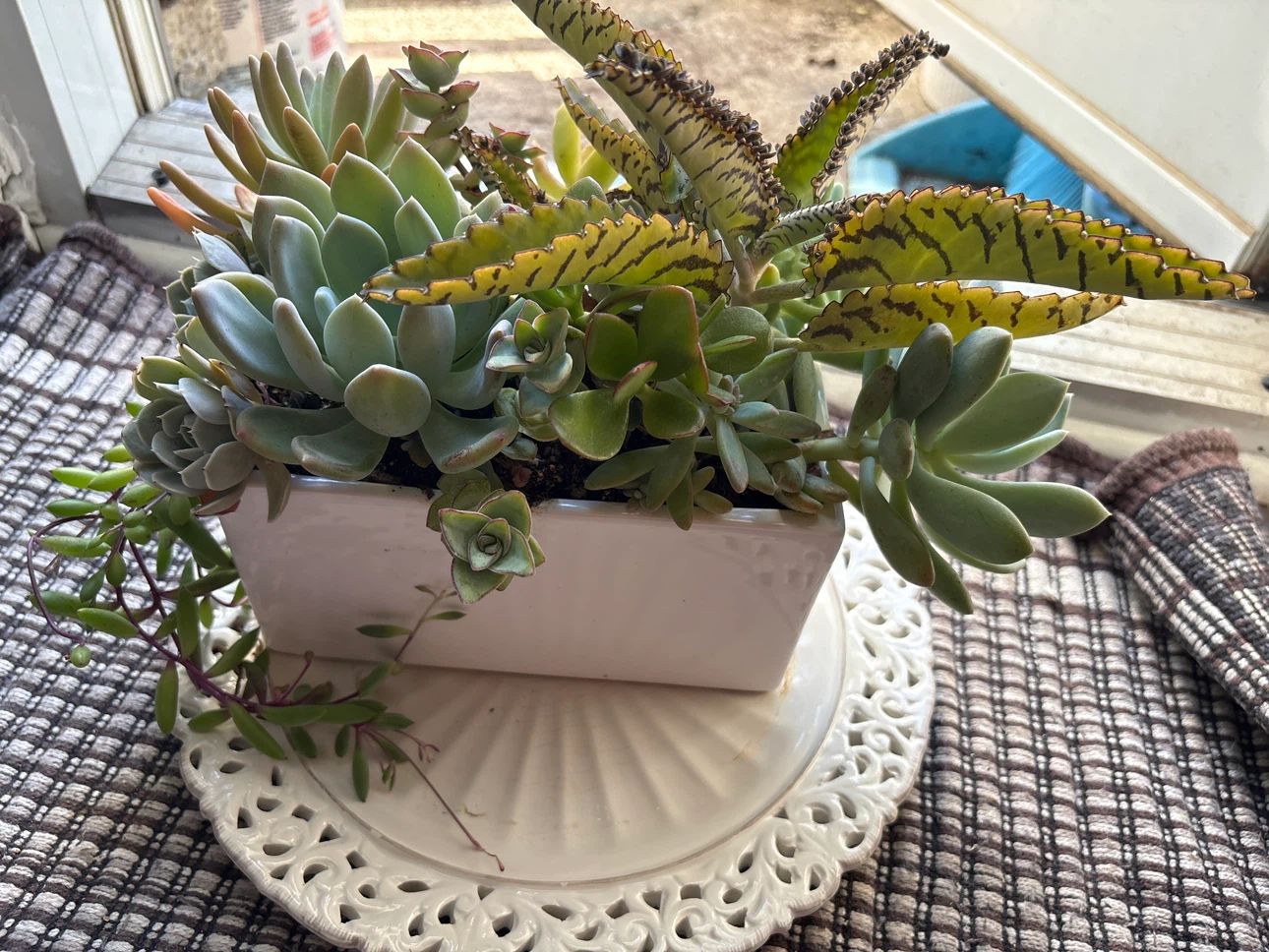 Succulent Planter Arrangement
